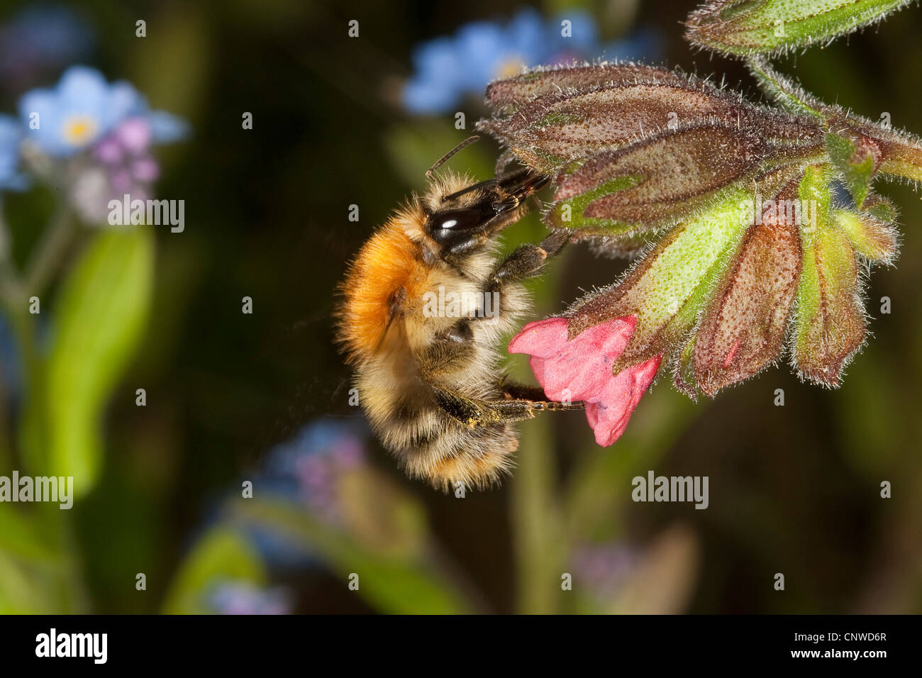 carder bee, common carder bee (Bombus pascuorum, Bombus agrorum), sucking at lungwort, Pulmonaria officinalis, Germany Stock Photo