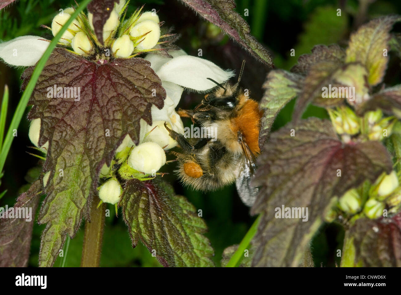 carder bee, common carder bee (Bombus pascuorum, Bombus agrorum), sucking at white deadnettle, Lamium album Stock Photo