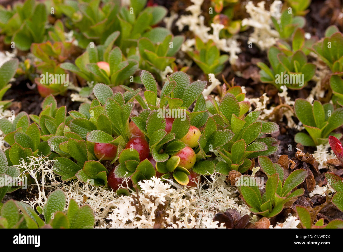 Alpine bearberry, black bearberry (Arctostaphylos alpina, Arctous alpina), fruiting, Germany Stock Photo