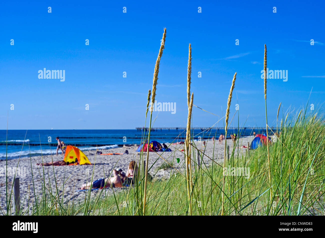beach grass, European beachgrass, marram grass, psamma, sea sand-reed (Ammophila arenaria), people on the beach, Germany, Mecklenburg-Western Pomerania, Wustrow Fischland Stock Photo