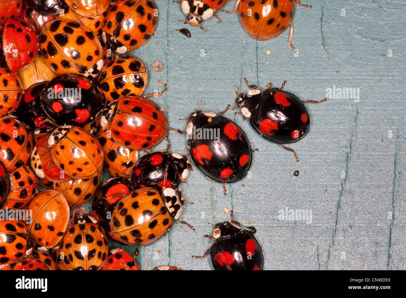 Asian beetles congregating hi-res stock photography and images - Alamy