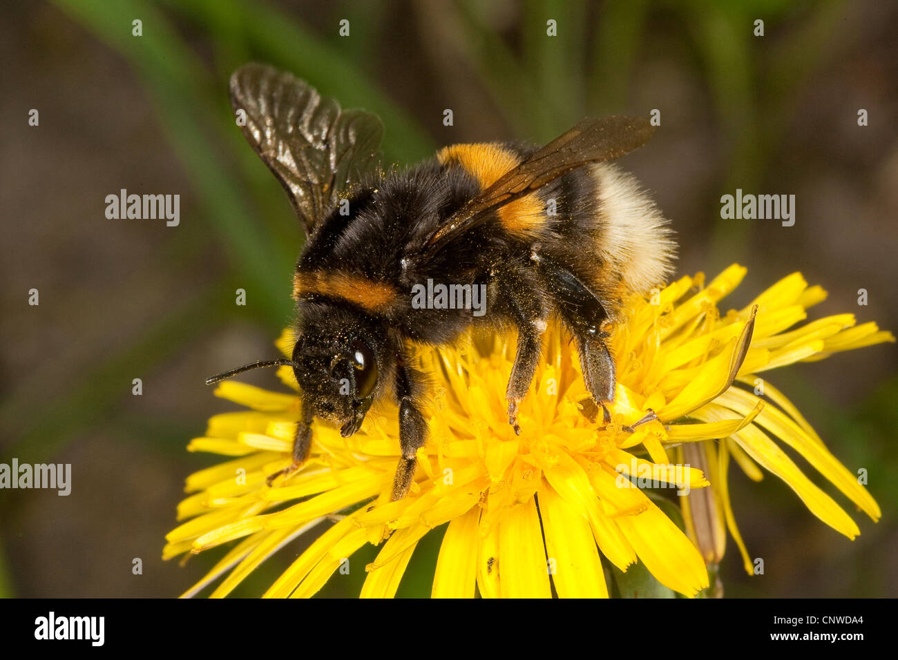 buff-tailed bumble bee (Bombus terrestris), on dandelion searching for nectar Stock Photo