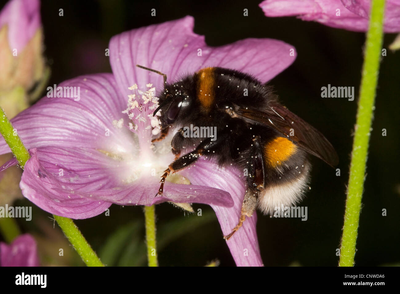 buff-tailed bumble bee (Bombus terrestris), on mallow searching for nectar, Germany Stock Photo
