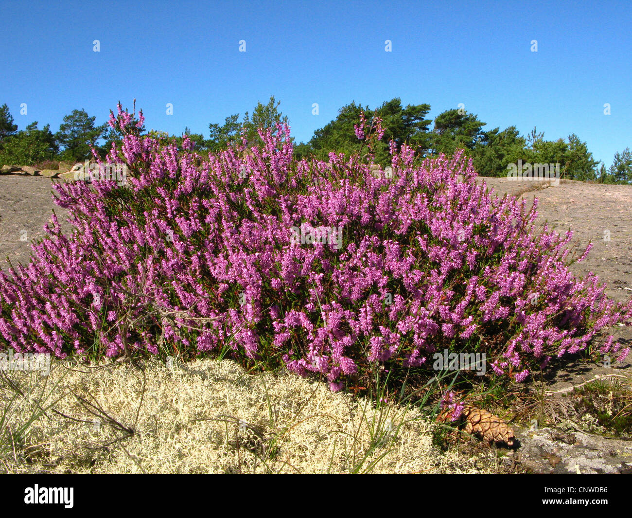 heather, ling (Calluna vulgaris), blooming on a rock Stock Photo