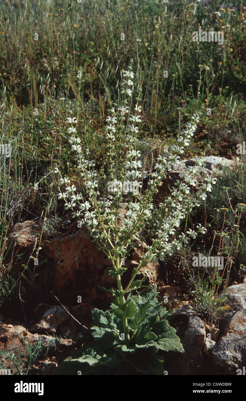 Silver sage (Salvia argentea), blooming Stock Photo