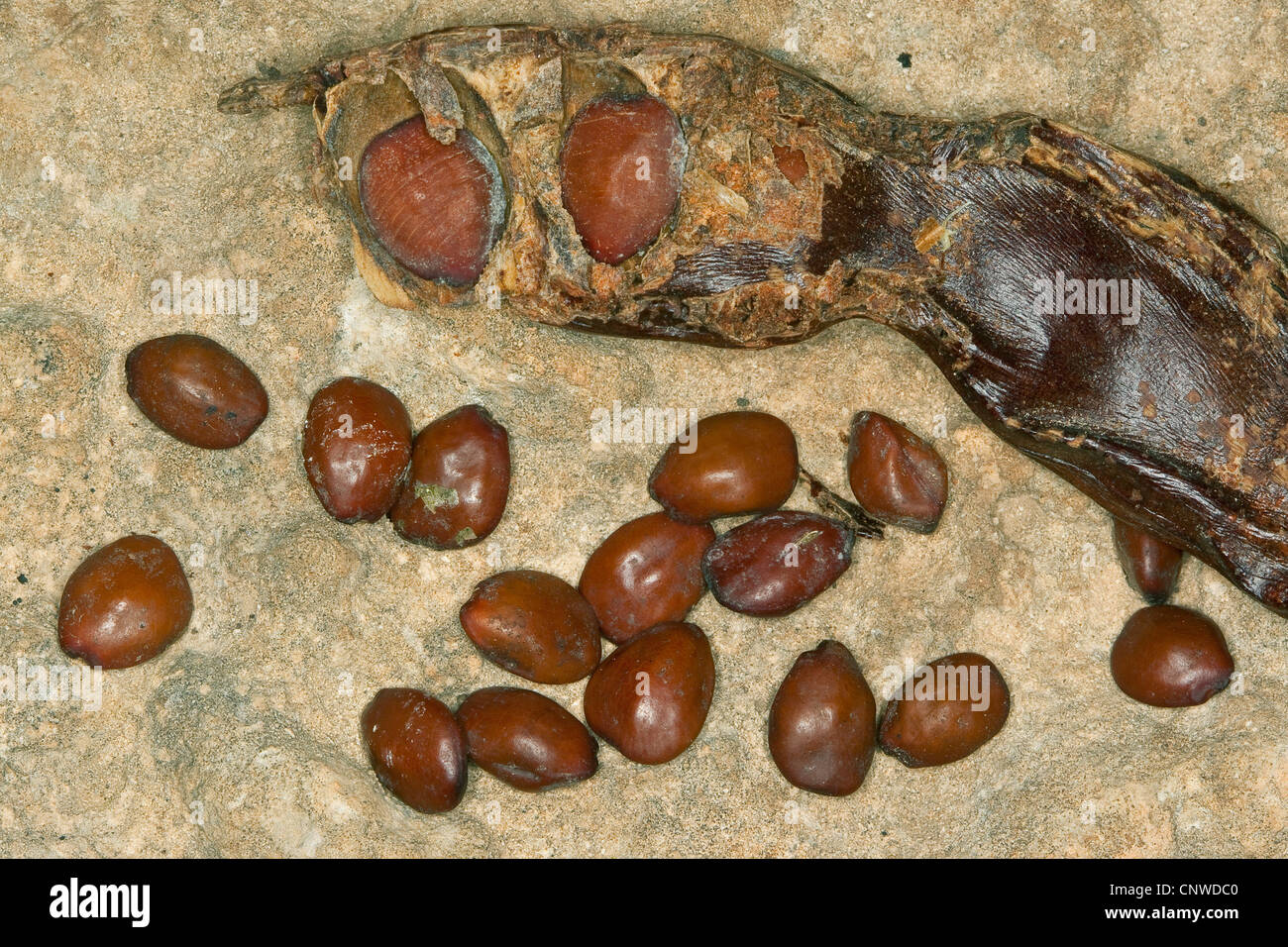 carob, carob bean, St. John's bread (Ceratonia siliqua), ripe fruit and seeds, Karat Stock Photo