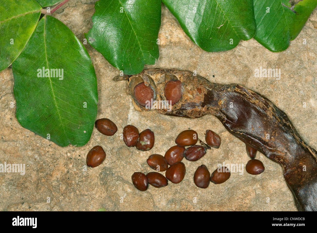 carob, carob bean, St. John's bread (Ceratonia siliqua), ripe fruit and seeds with leaf, Karat Stock Photo