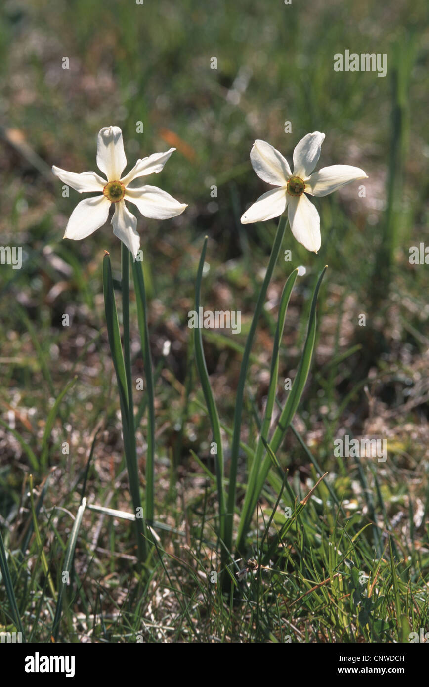 pheasant's-eye daffodil, pheasant's-eye narcissus, poet's narcissus (Narcissus radiiflorus, Narcissus poeticus ssp. poeticus), blooming, Germany Stock Photo