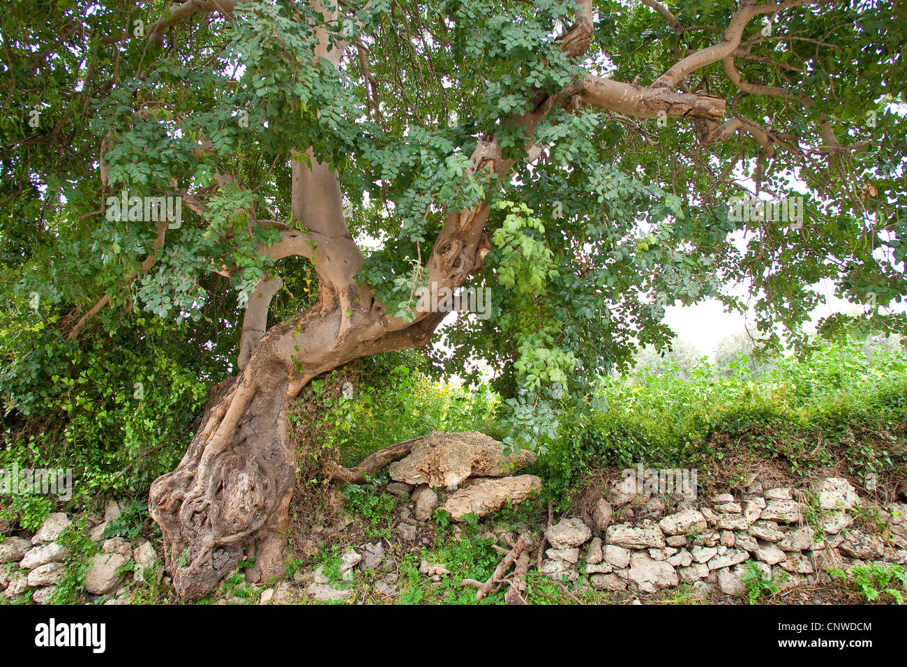 carob, carob bean, St. John's bread (Ceratonia siliqua), tree with an