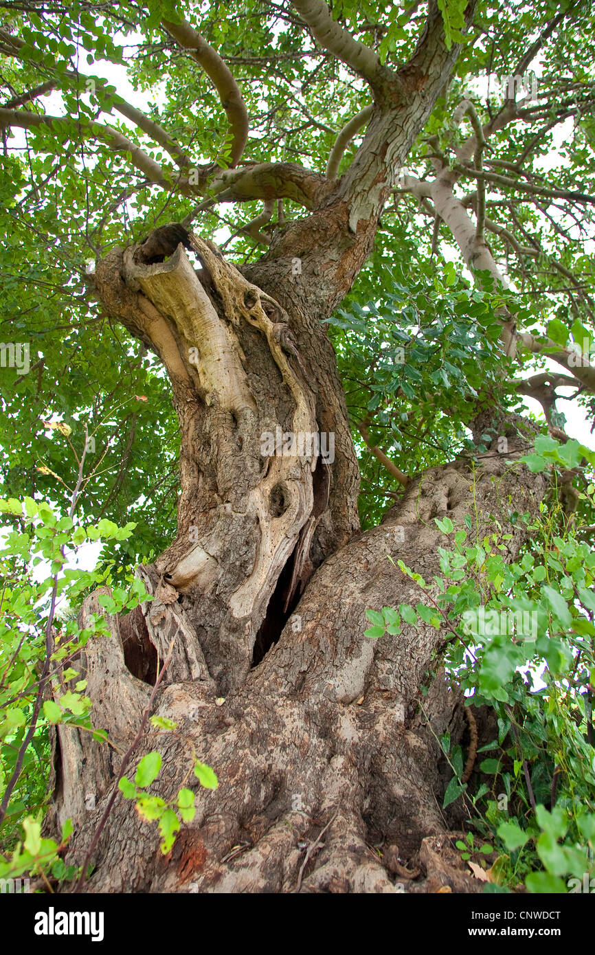 carob, carob bean, St. John's bread (Ceratonia siliqua), tree with an