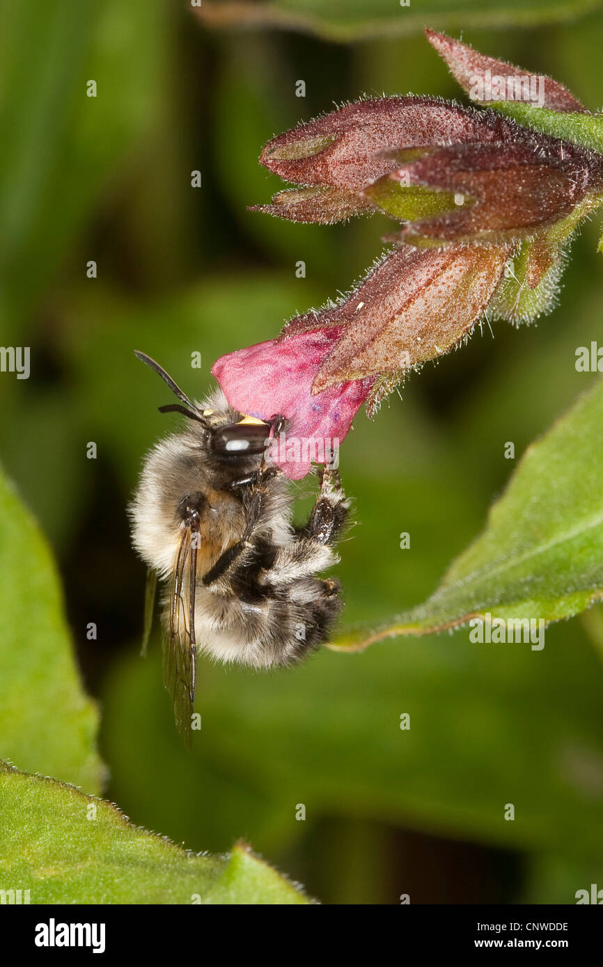 common Central European flower bee (Anthophora acervorum, Anthophora plumipes), male searching for nectar in a flower of Pulmonaria officinalis, Germany Stock Photo