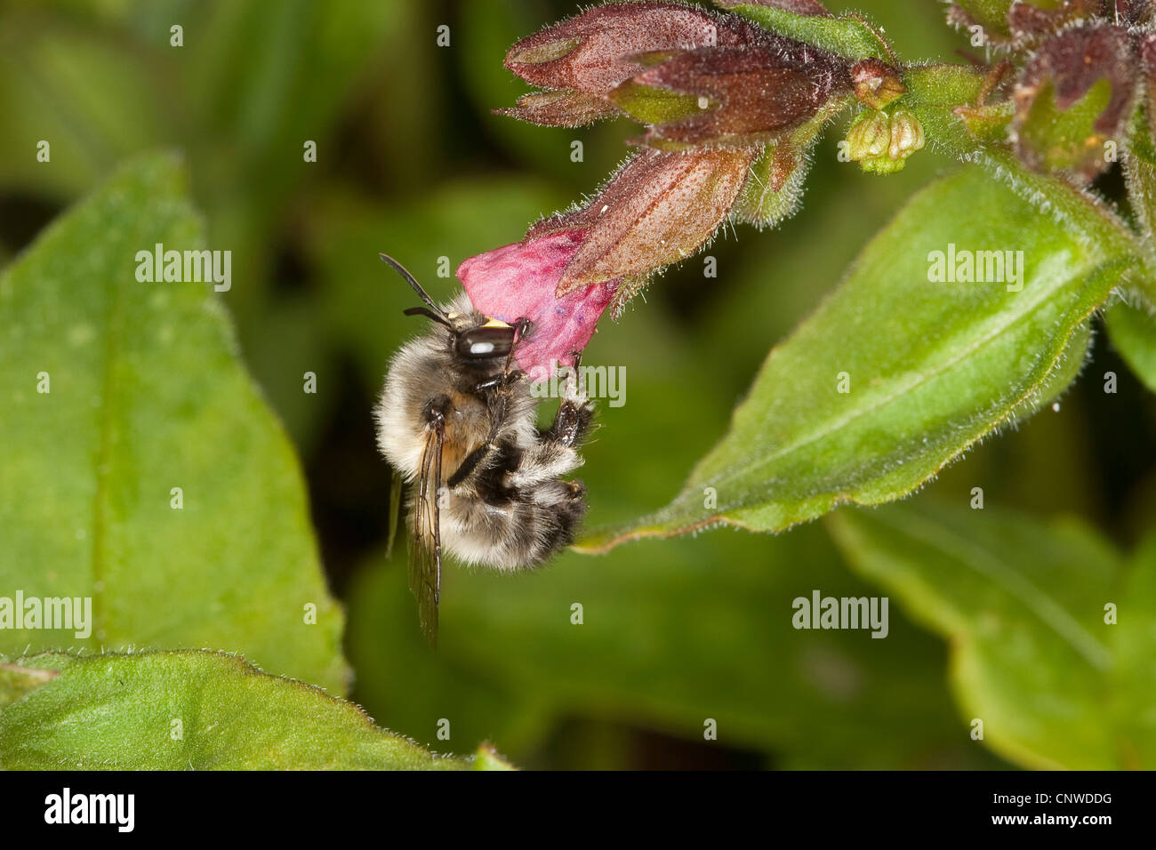 common Central European flower bee (Anthophora acervorum, Anthophora plumipes), male searching for nectar in a flower of Pulmonaria officinalis, Germany Stock Photo