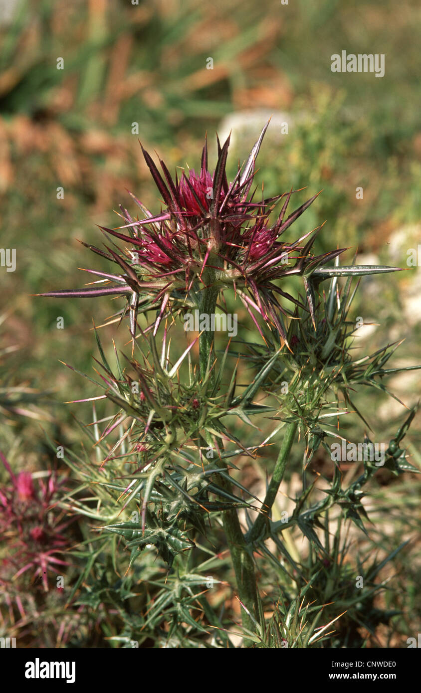 Notobasis syriaca (Notobasis syriaca), blooming Stock Photo
