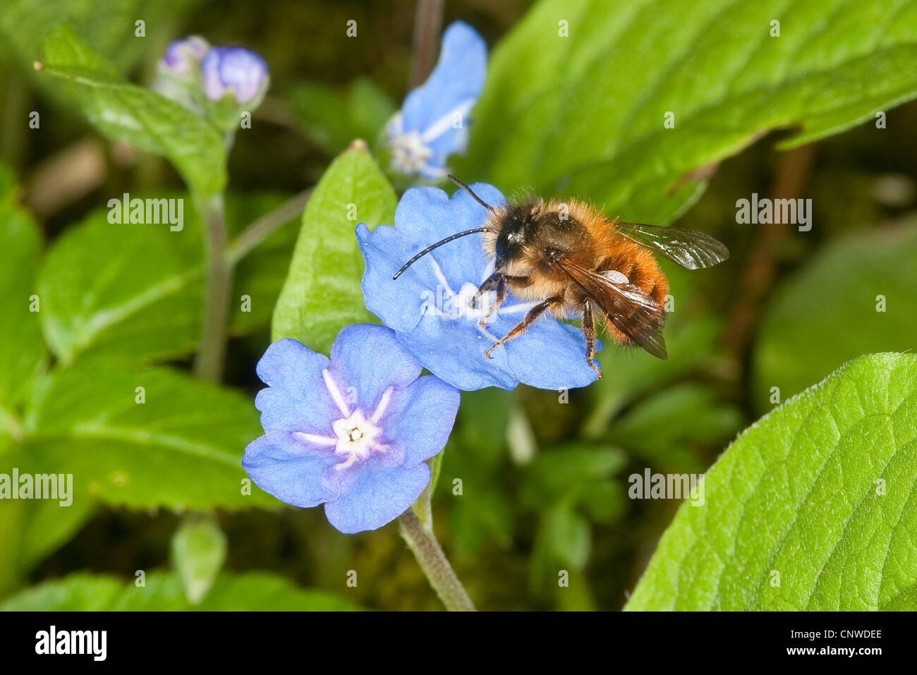 red mason bee (Osmia rufa, Osmia bicornis), male searching for nectar at a flower of blue-eyed-mary, Omphalodes verna, Germany Stock Photo