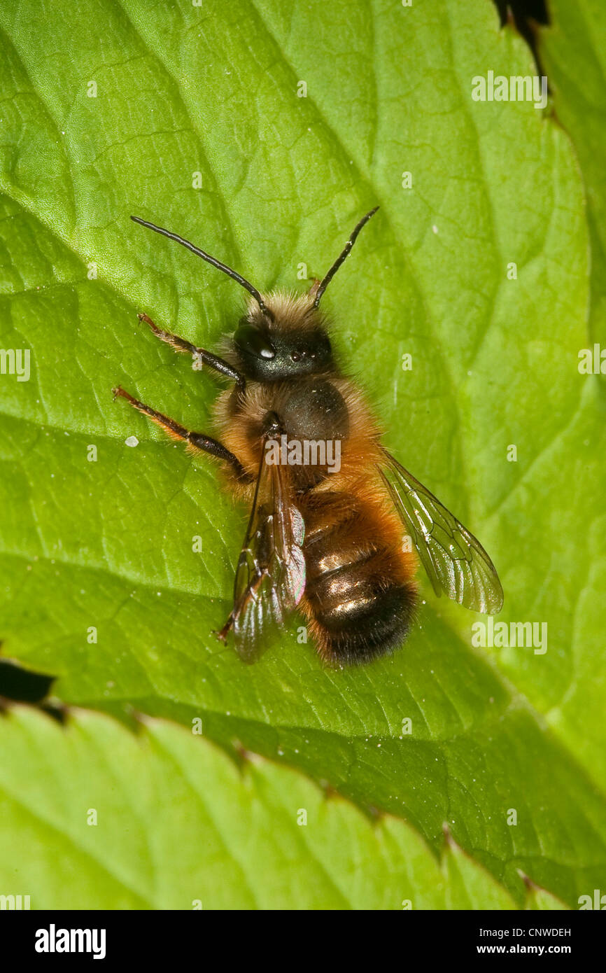 red mason bee (Osmia rufa, Osmia bicornis), male sitting on a leaf, Germany Stock Photo