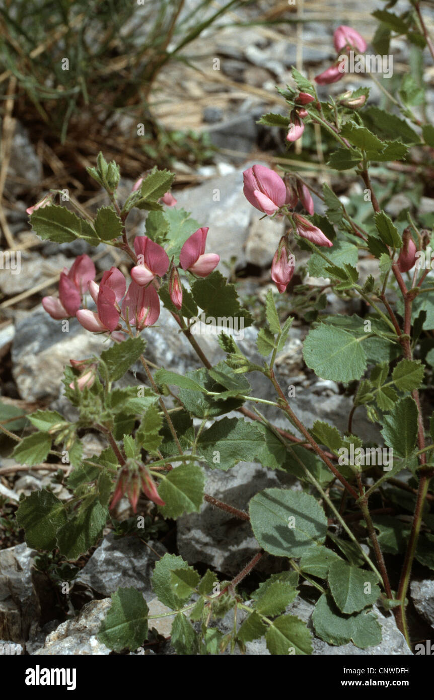 round-leaved restharrow (Ononis rotundifolia), blooming Stock Photo