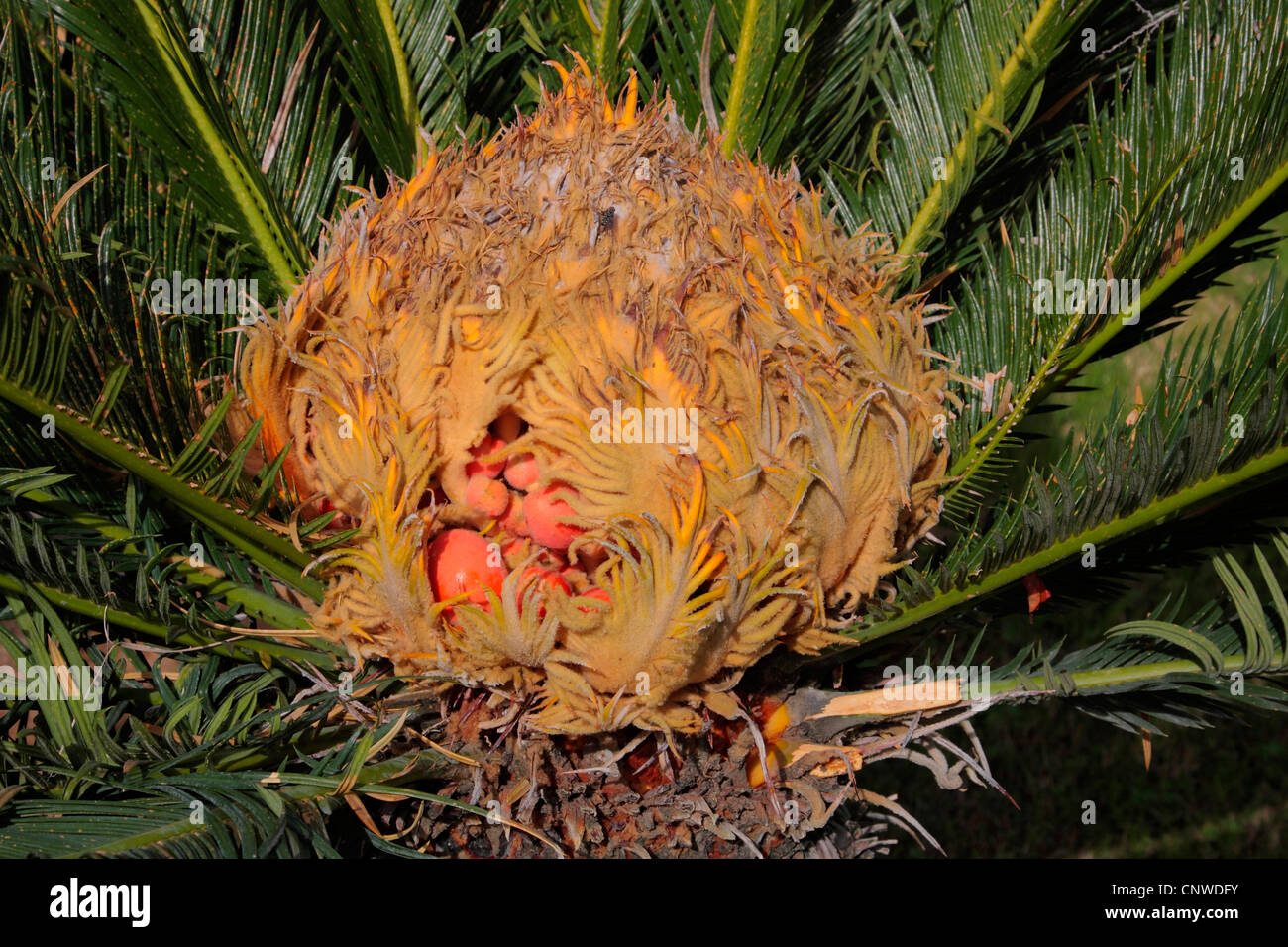 sago palm (Cycas revoluta), mit sporopylls an ripe seeds Stock Photo