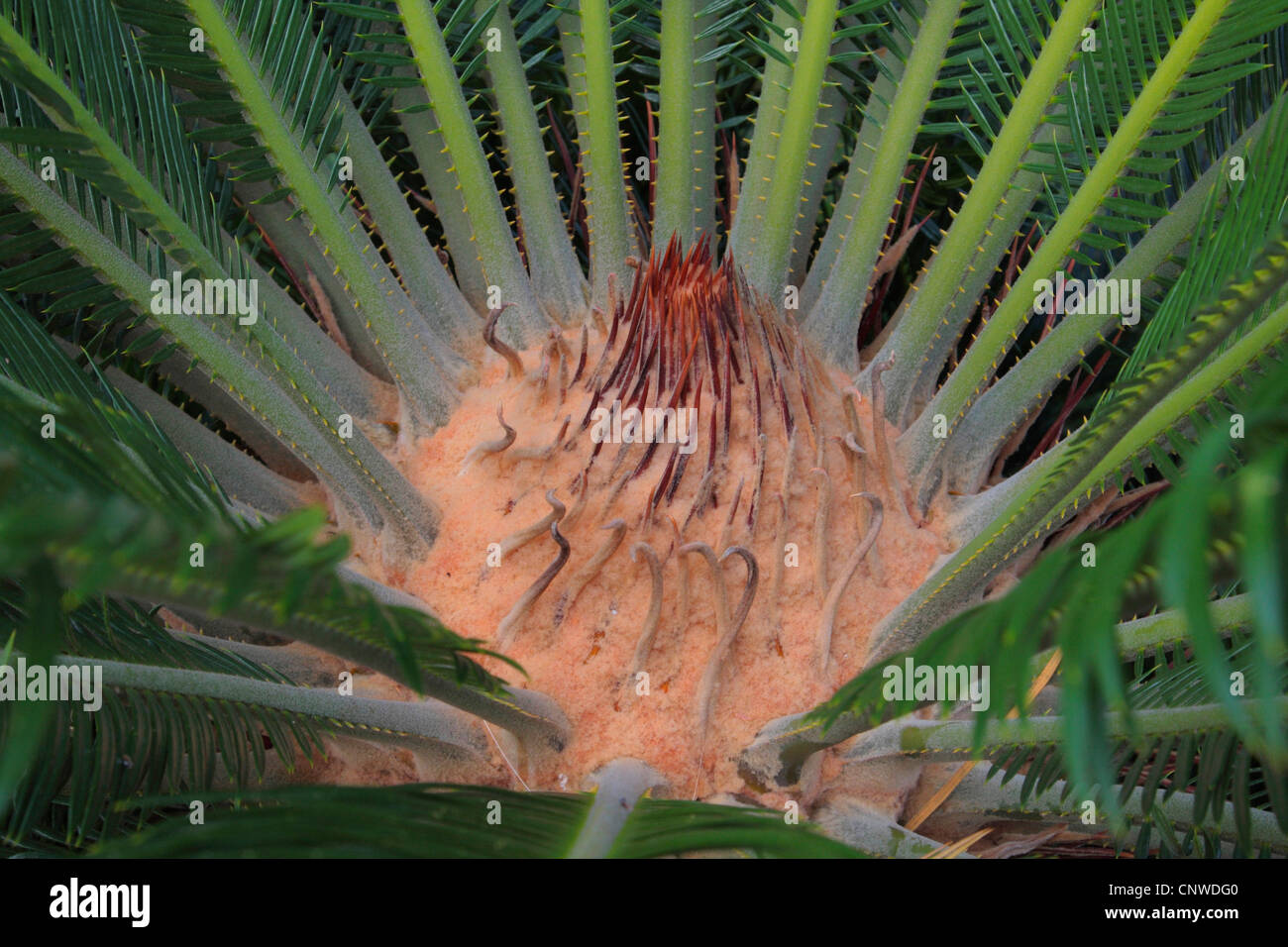sago palm (Cycas revoluta), mit sporopylls Stock Photo