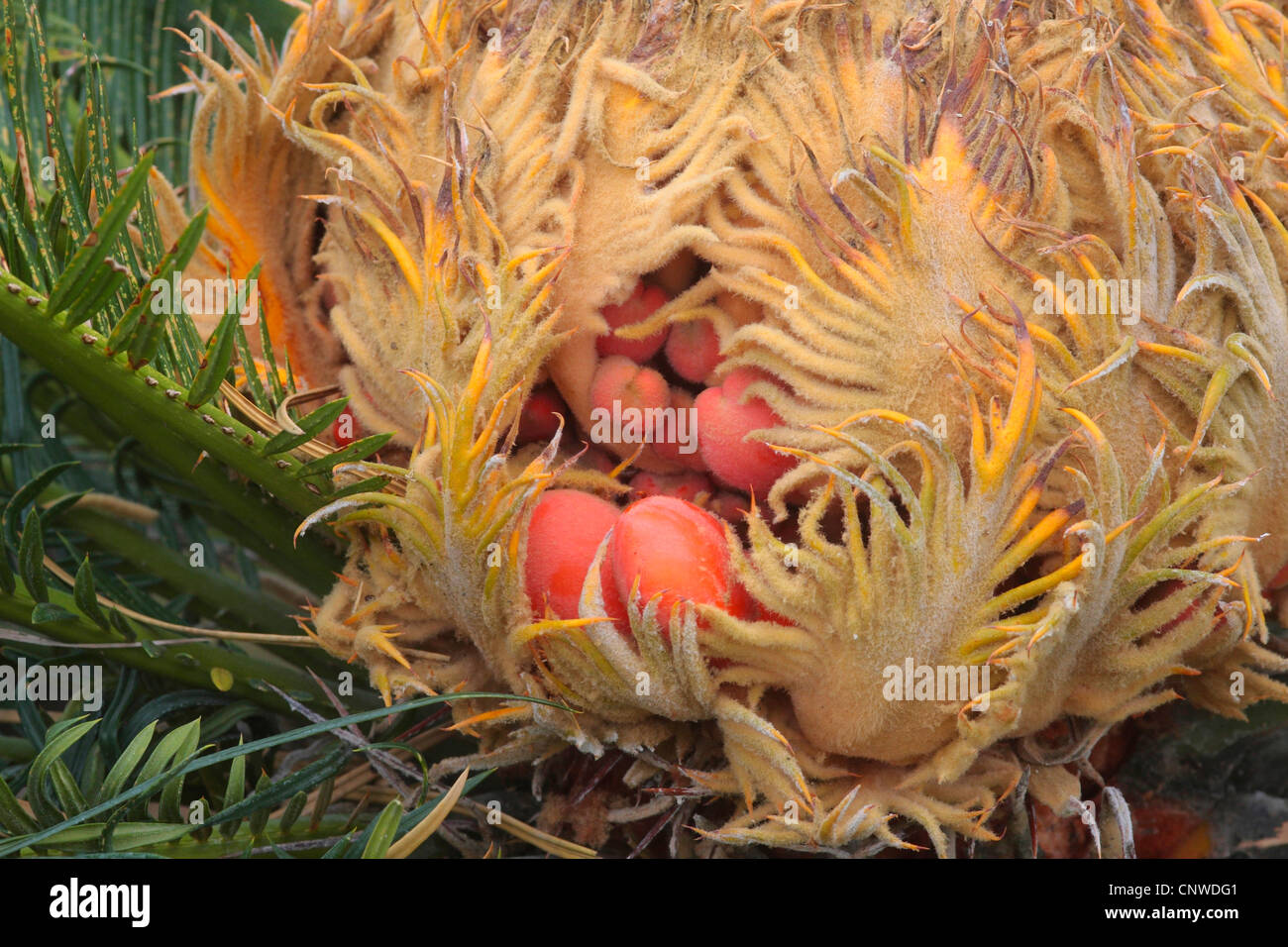 sago palm (Cycas revoluta), mit sporopylls an ripe seeds Stock Photo