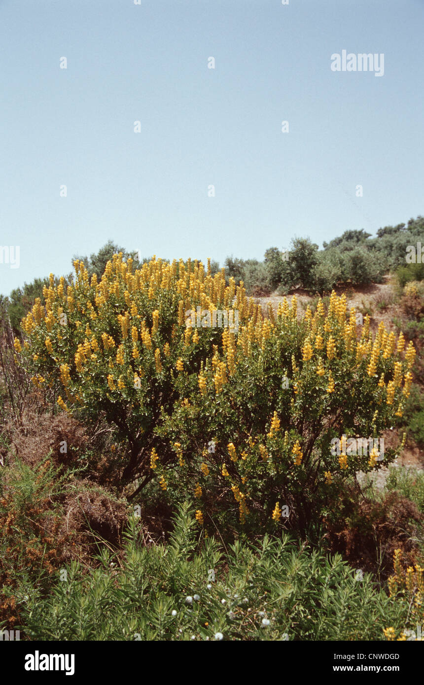 restharrow (Ononis speciosa), blooming, Spain, Andalusia, Sierra Nevada Stock Photo