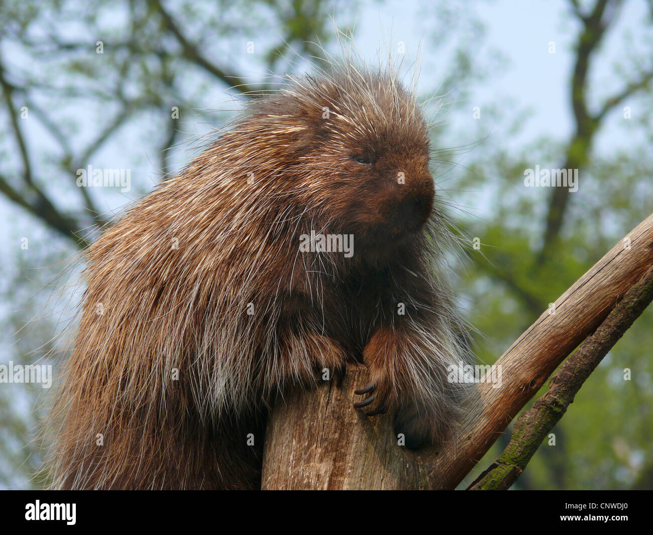 North American porcupine (Erethizon dorsatum), sitting in a tree Stock Photo