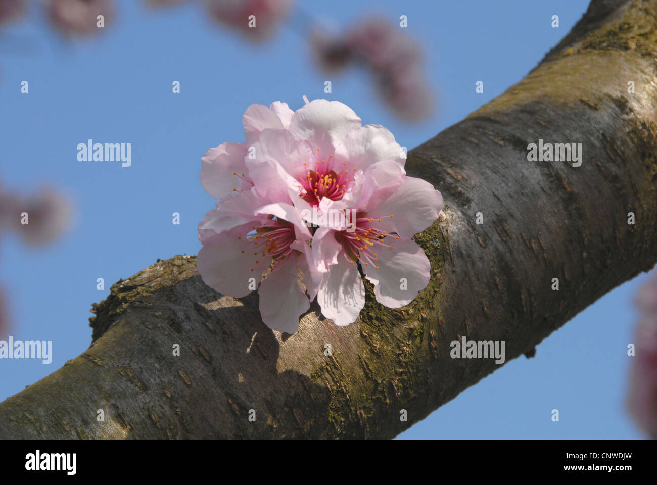 Bitter almond prunus amygdalus hires stock photography and images Alamy