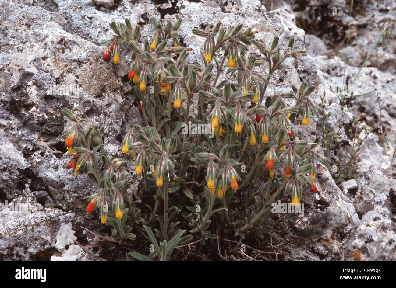 Onosma frutescens (Onosma frutescens), blooming, Turkey Stock Photo