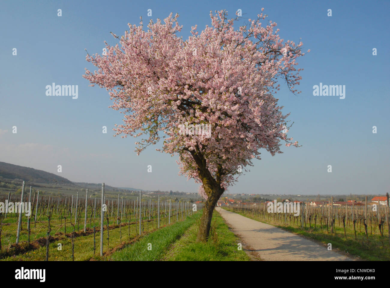 bitter almond (Prunus amygdalus), bloomin almond tree on a vineyard