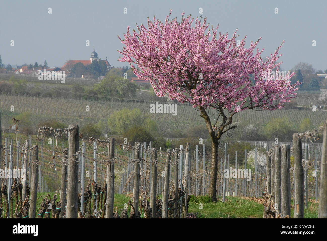bitter almond (Prunus amygdalus), bloomin almond tree on a vineyard