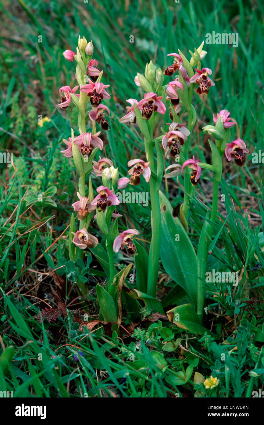 ophrys (Ophrys umbilicata), blooming individuals, Greece, Rhodes Stock Photo