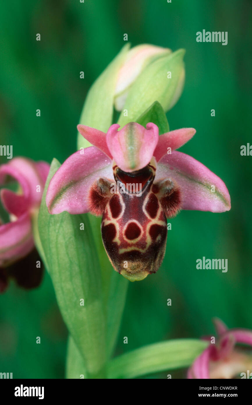 ophrys (Ophrys umbilicata), blooming individuals, Greece, Rhodes Stock Photo