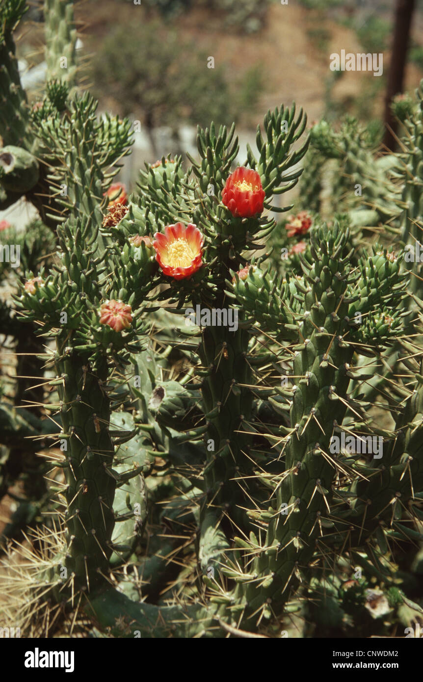 Opuntia cylindrica (Opuntia cylindrica, Austrocylindropuntia cylindrica ...