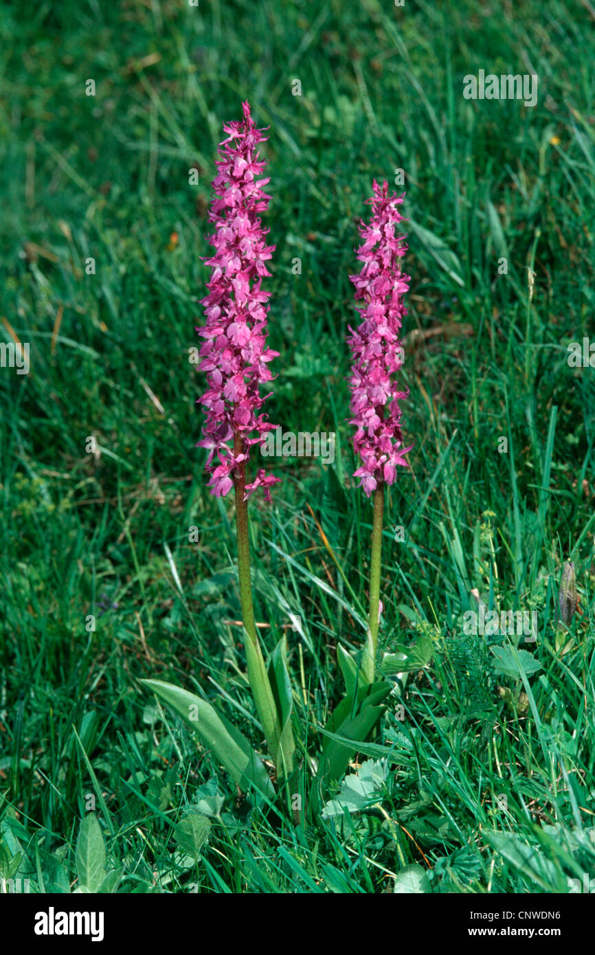 orchid (Orchis mascula ssp. signifera, Orchis ovalis), blooming individuals, Italy, Mte. Baldo Stock Photo