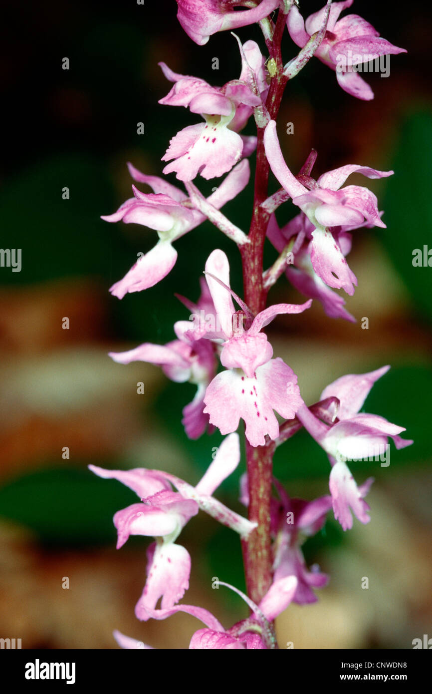 orchid (Orchis mascula ssp. signifera, Orchis ovalis), inflorescence, Italy, Mte. Baldo Stock Photo