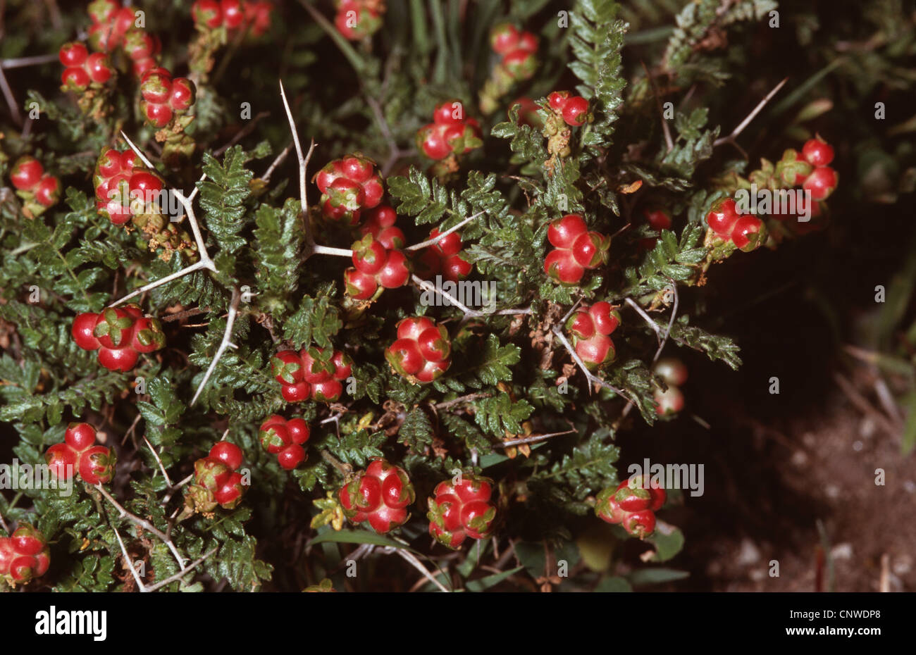 Thorny burnet (Sarcopoterium spinosum, Poterium spinosum), fruiting Stock Photo