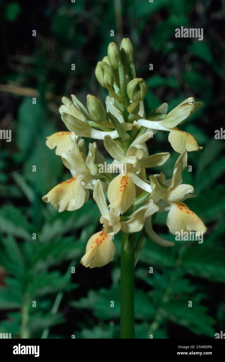 orchid (Orchis provincialis), inflorescence, Greece Stock Photo