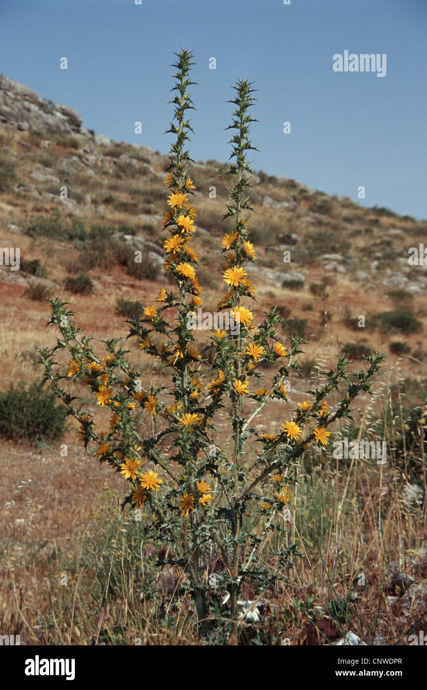 golden thistle, Spanish salsify (Scolymus hispanicus), blooming Stock