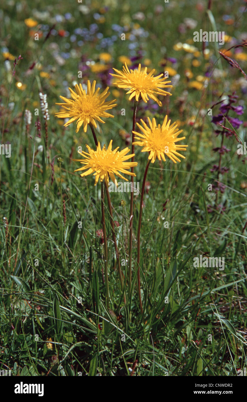 viper's-grass (Scorzonera humilis), wild form, Germany Stock Photo