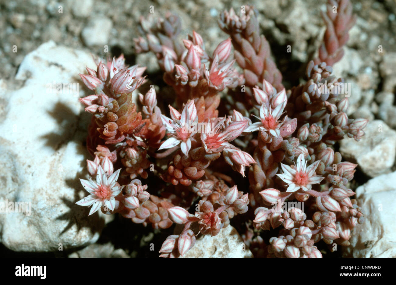 Red Stonecrop (Sedum rubens), blooming Stock Photo