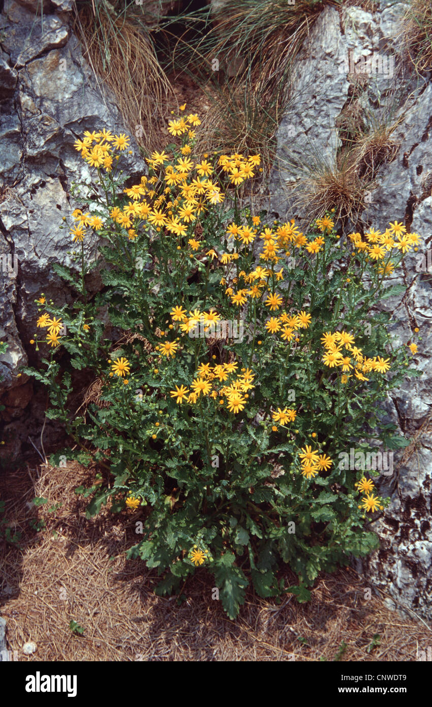Oxford Ragwort (Senecio squalidus, Senecio rupestris), blooming, Germany Stock Photo