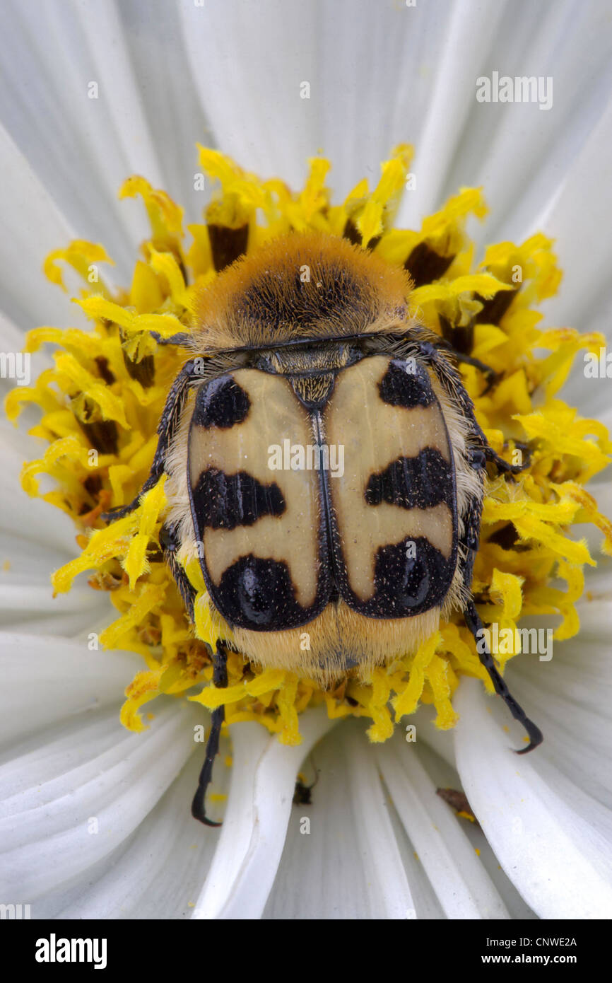 bee chafer, bee beetle (Trichius fasciatus), spending the night in a flower of Cosmos bipinnatus, Germany, North Rhine-Westphalia Stock Photo