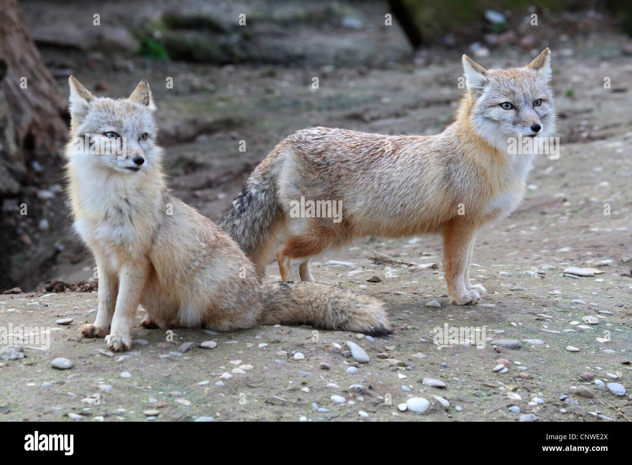 swift fox, kit fox (Vulpes velox), two individuals Stock Photo