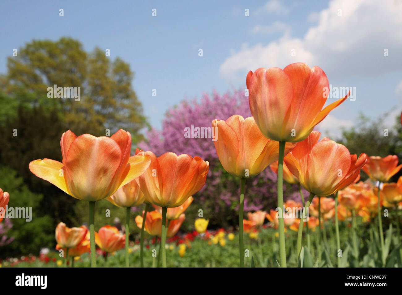 common garden tulip (Tulipa gesneriana), orange flowers Stock Photo