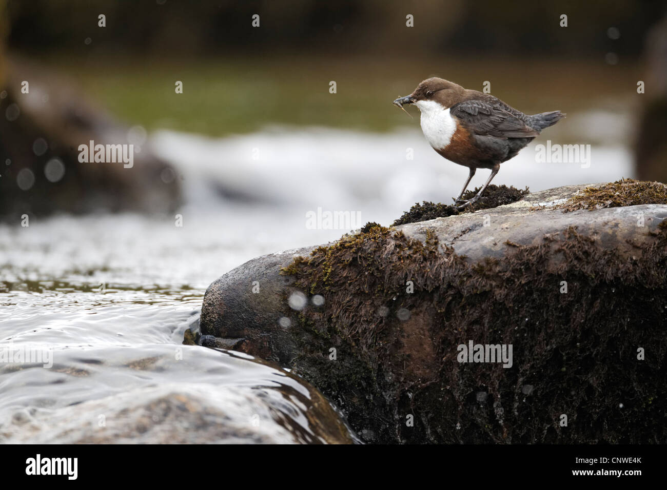Dipper, Cinclus cinclus, single bird on rock, Powys, Wales, April 2012 Stock Photo