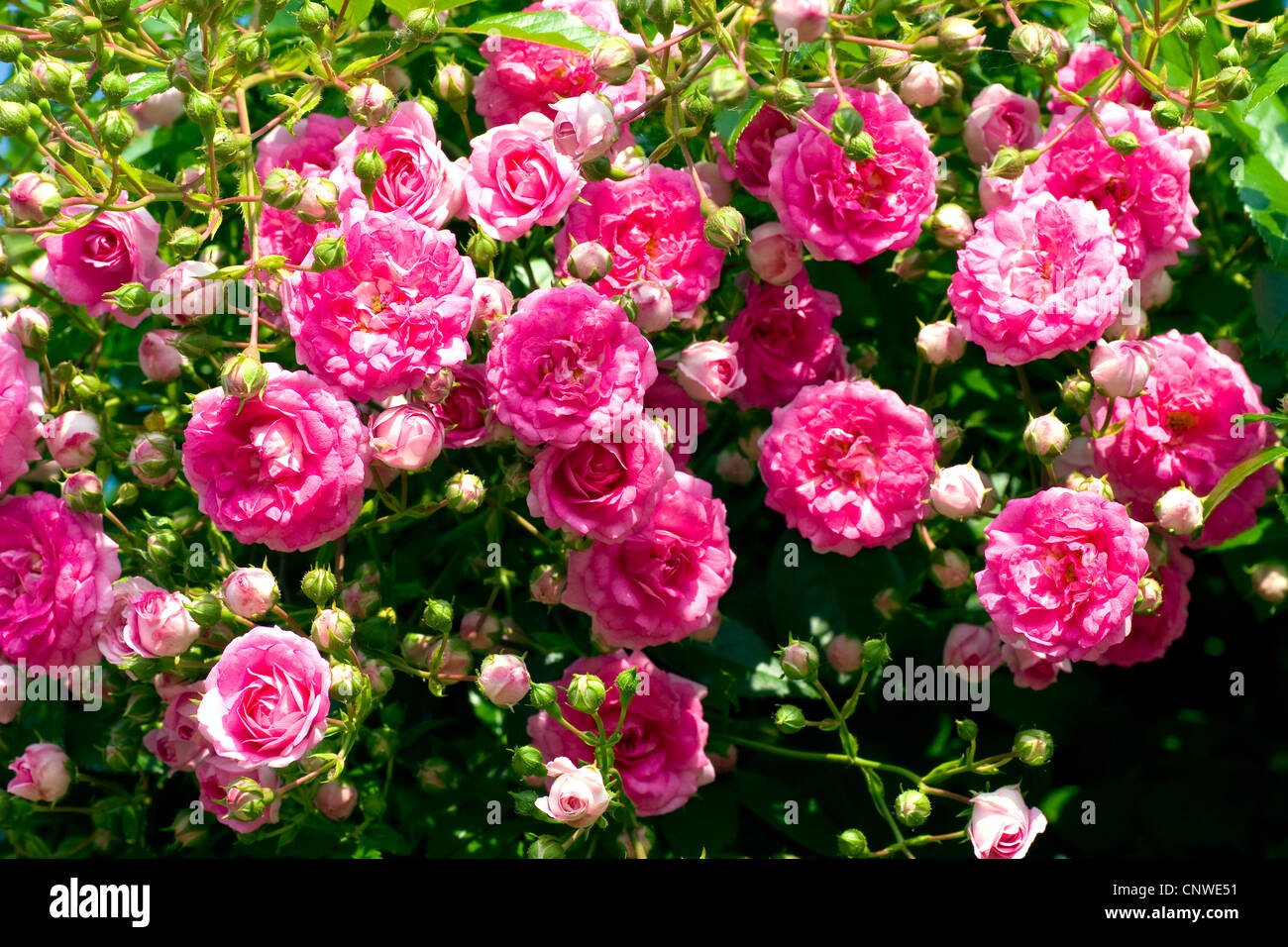 ornamental rose (Rosa 'Super Dorothy', Rosa Super Dorothy), cultivar Super  Dorothy Stock Photo - Alamy