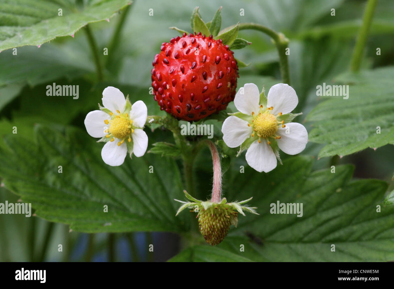 wild strawberry, woodland strawberry, woods strawberry (Fragaria vesca), with flowers and fruit, Germany Stock Photo