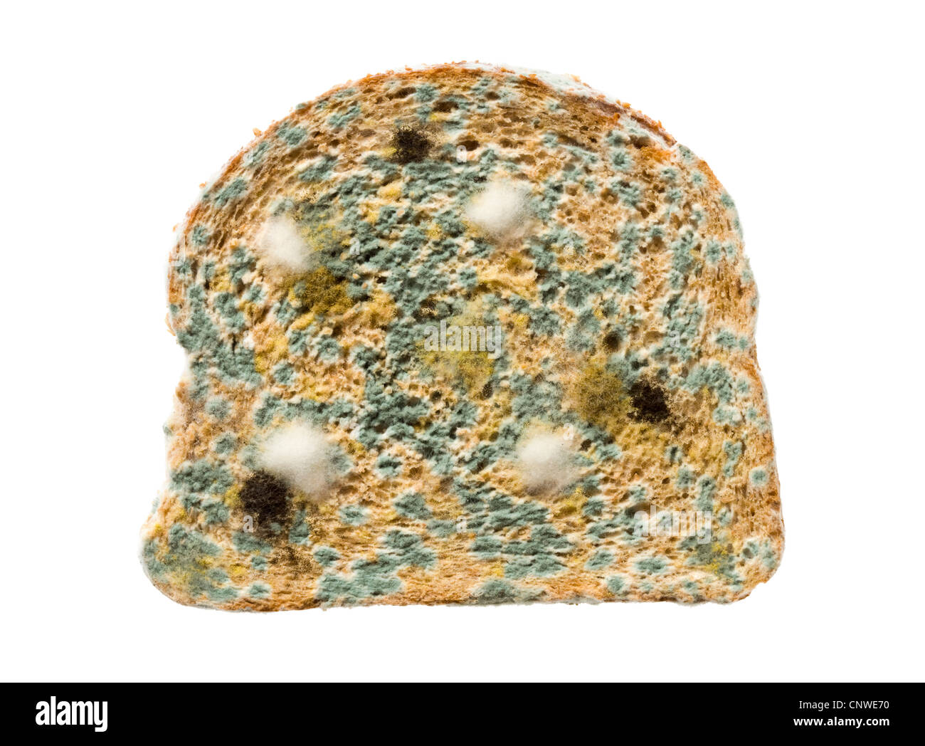 Mouldy slice of bread Stock Photo