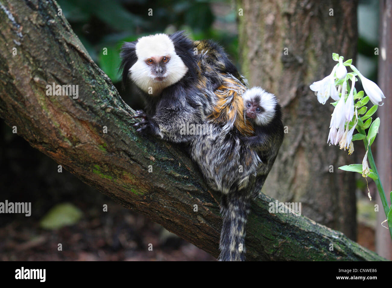 white-faced marmoset (Callithrix geoffroyi), with pup sitting on its back Stock Photo
