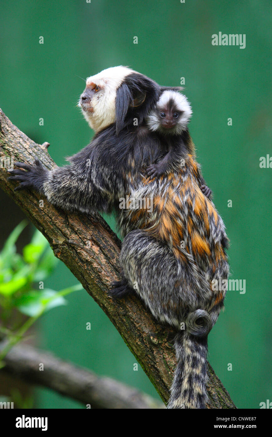 white-faced marmoset (Callithrix geoffroyi), with pup on its back Stock Photo