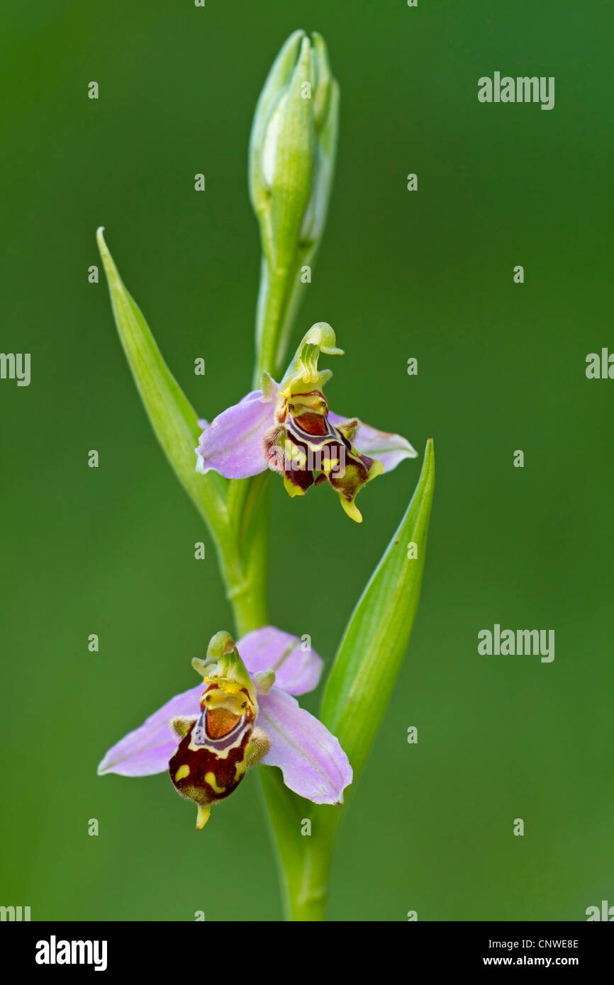 bee orchid (Ophrys apifera), blooming, Spain, Balearen, Majorca Stock Photo